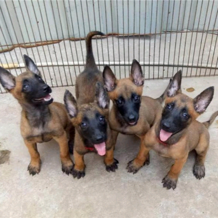 馬犬圖片/馬犬樣板圖 (2)