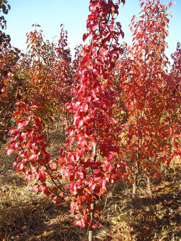 广西彩叶豆梨种植基地图片