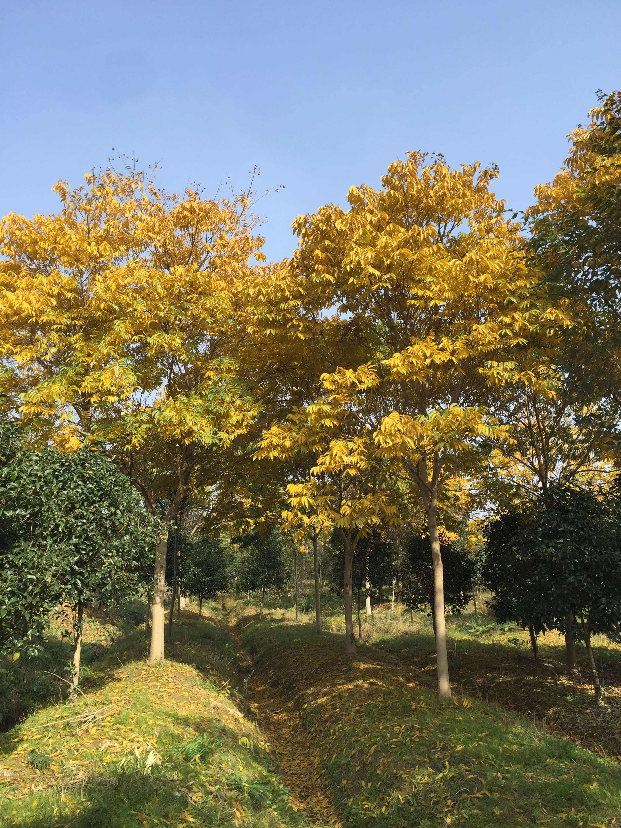 江苏南京无患子种植基地-批发价格-优质产地【南京博乐园林场】图片