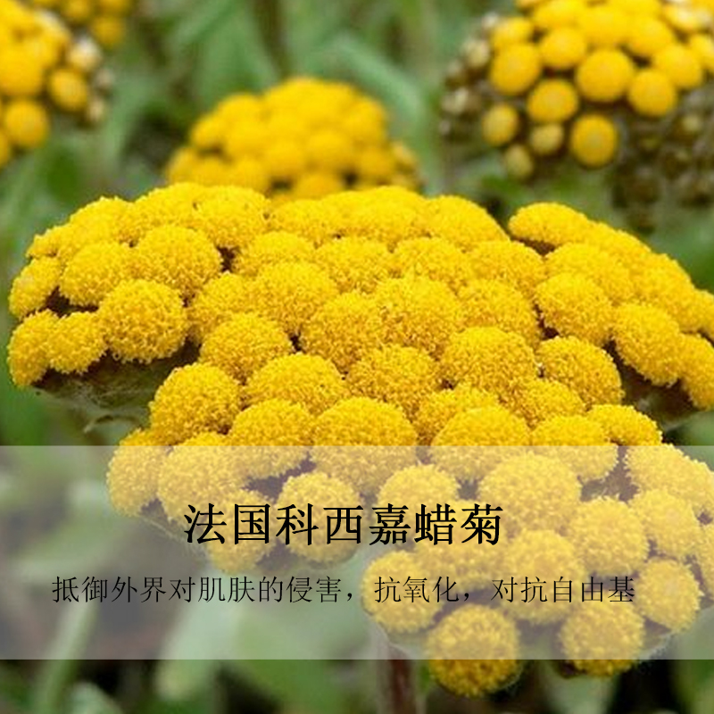 OEMODM煥活微囊肌底精華液圖片/OEMODM煥活微囊肌底精華液樣板圖 (4)