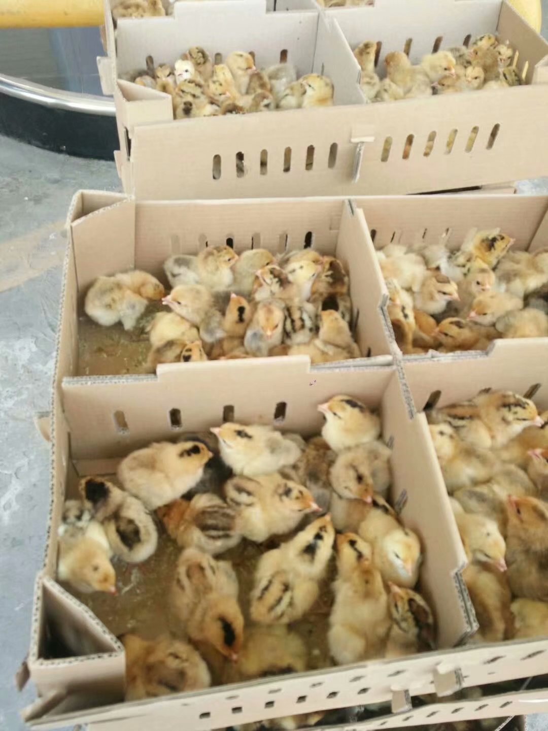 合川三匯鎮(zhèn)本地雞苗批發(fā)圖片/合川三匯鎮(zhèn)本地雞苗批發(fā)樣板圖 (4)