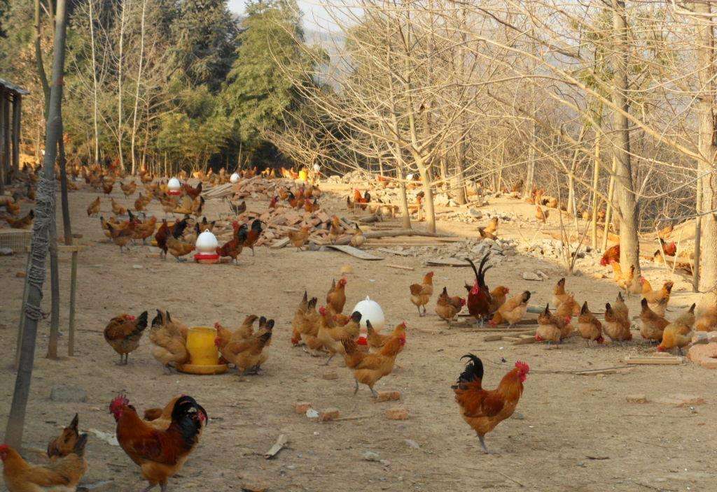 重慶本地跑山土雞苗散養(yǎng)條件，黔江地區(qū)紅羽土雞苗價(jià)格