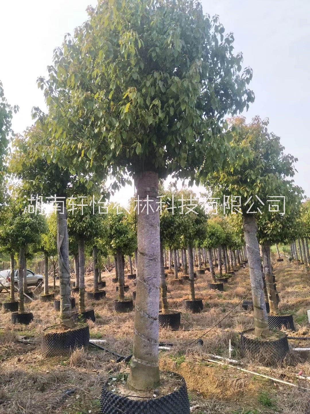 截桿容器香樟圖片/截桿容器香樟樣板圖 (4)