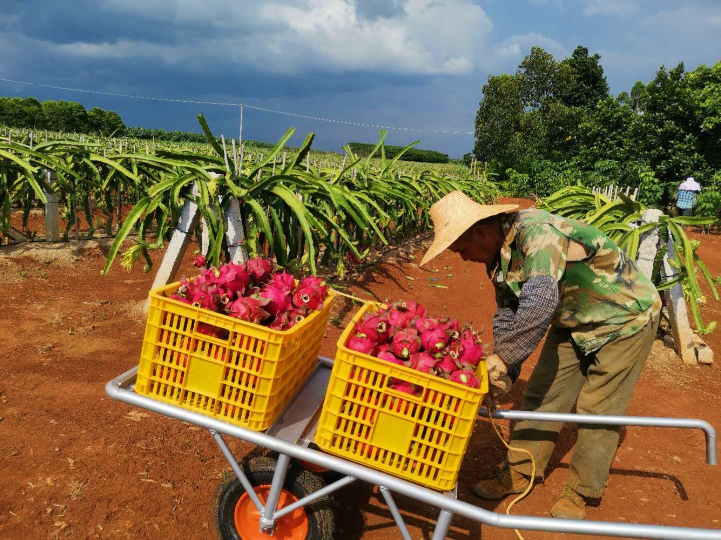 紅心火龍果圖片/紅心火龍果樣板圖 (1)