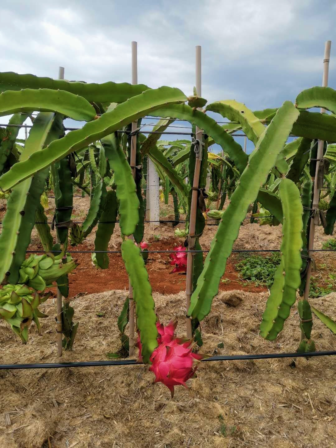 紅心火龍果圖片/紅心火龍果樣板圖 (4)