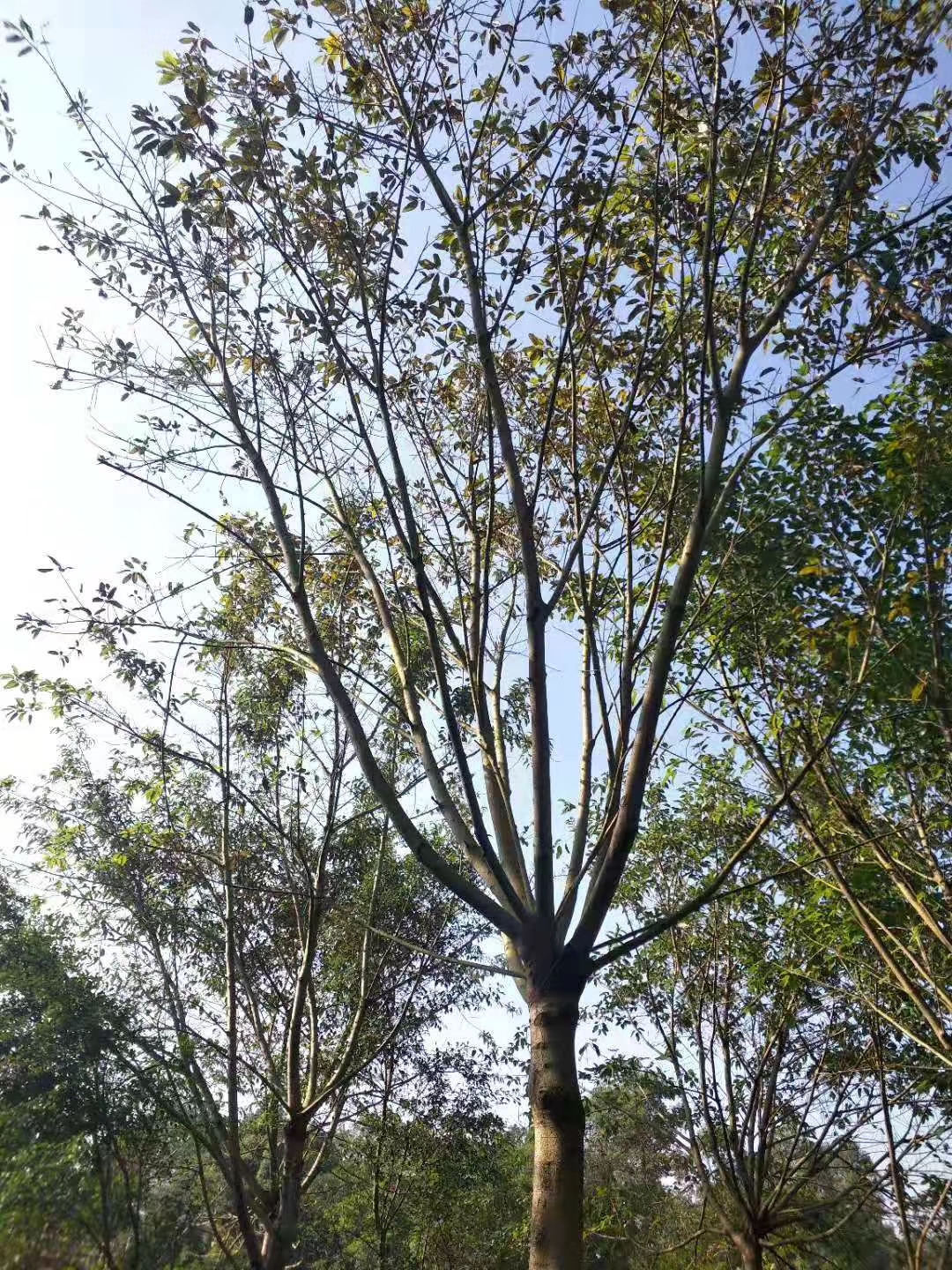 黃葛樹圖片/黃葛樹樣板圖 (4)