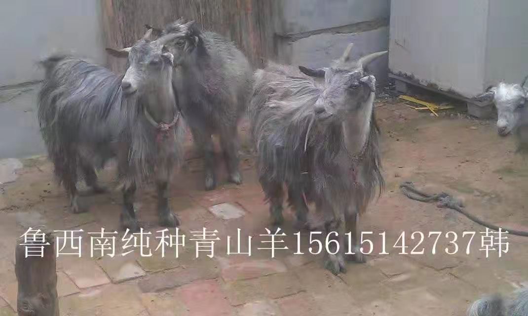 青山羊圖片/青山羊樣板圖 (3)