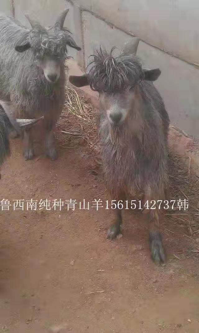 青山羊圖片
