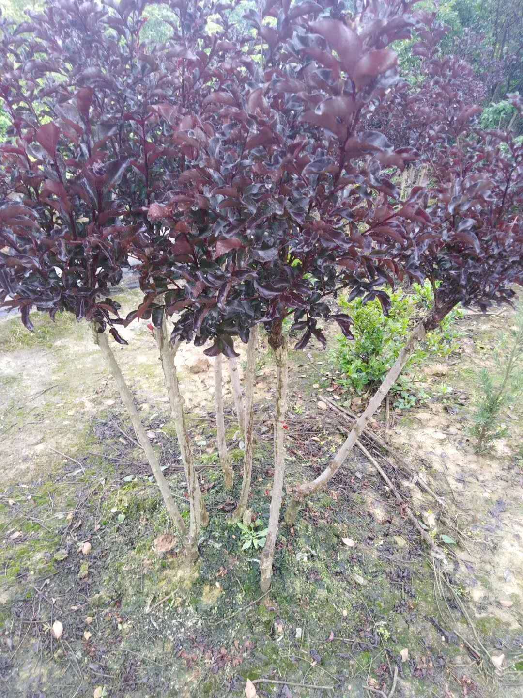 長沙紫薇種植基地-價格-電話-批發(fā)