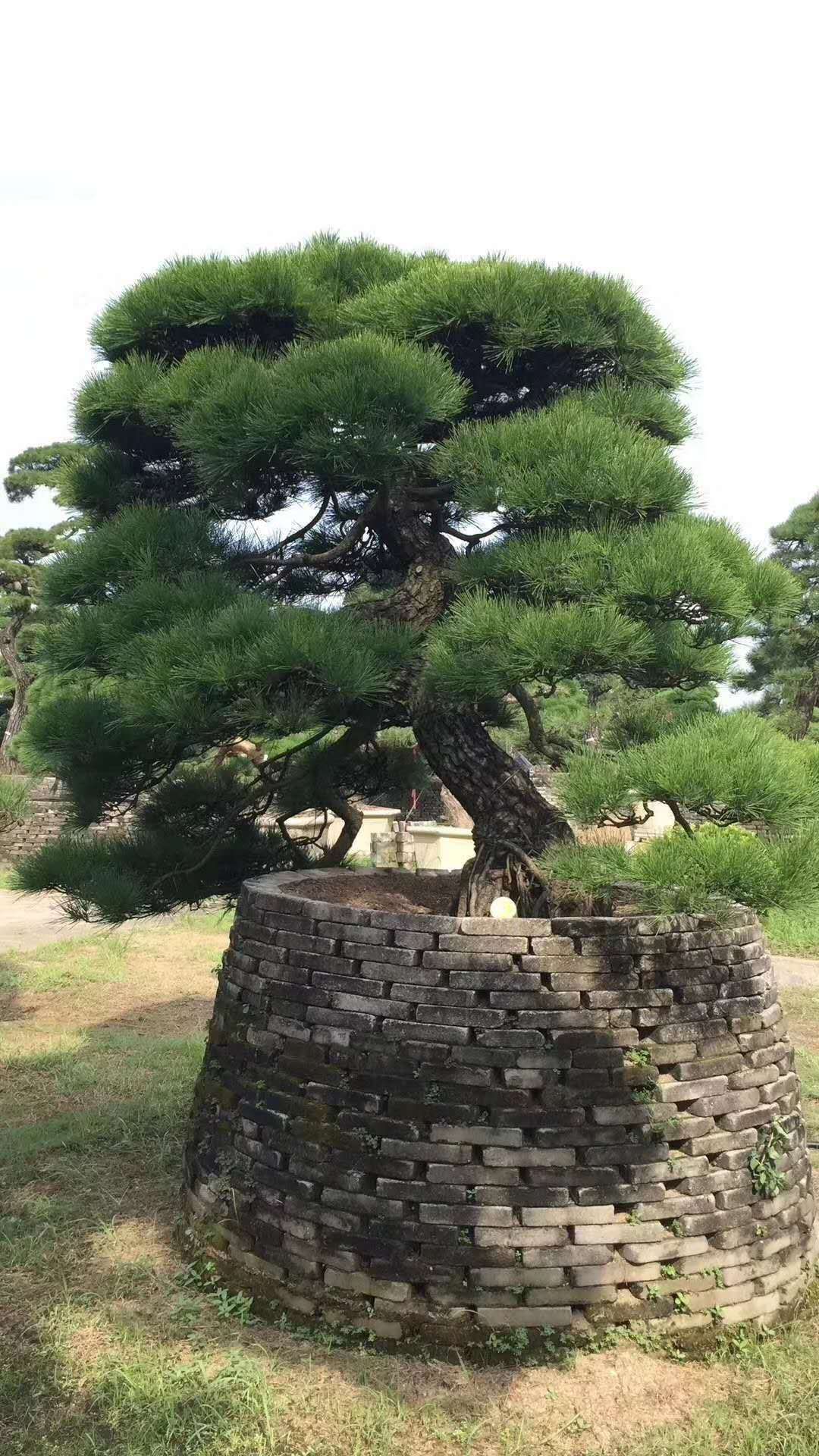 湖南黑松種植基地-價(jià)格-電話-批發(fā)