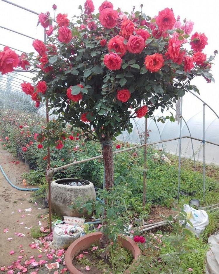 湖南高桿月季圖片