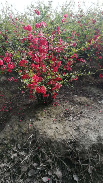 價(jià)格便宜貼梗海棠蓬徑80圖片