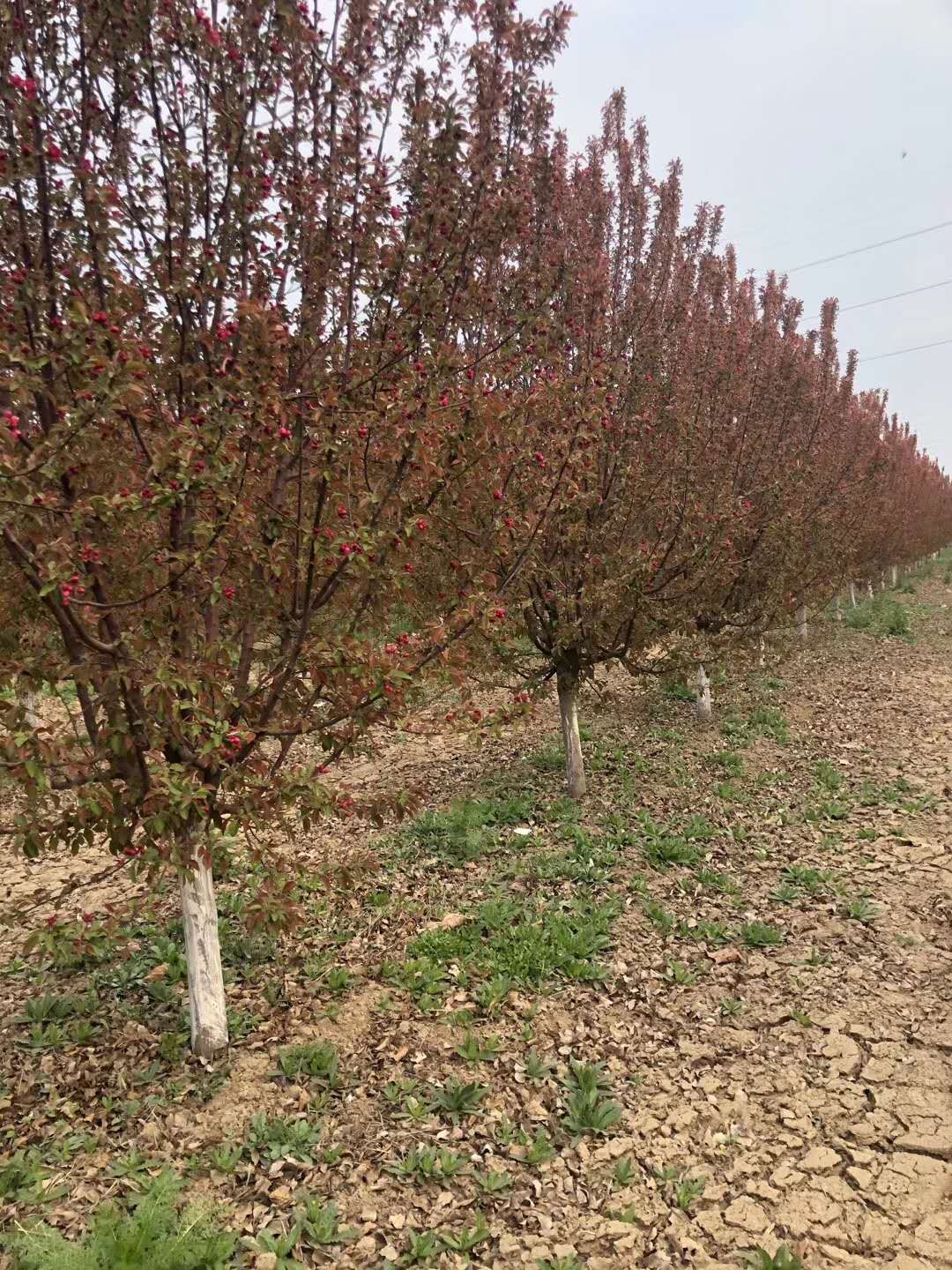 临沂市10公分绚丽海棠厂家