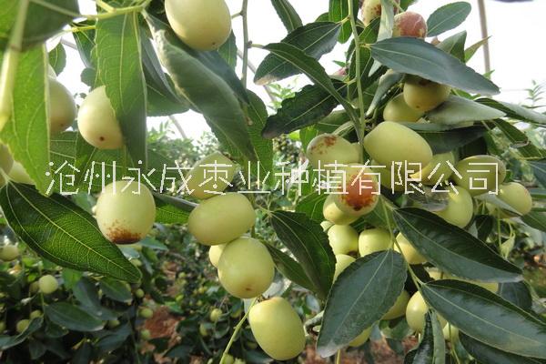 蒙自冰糖棗圖片