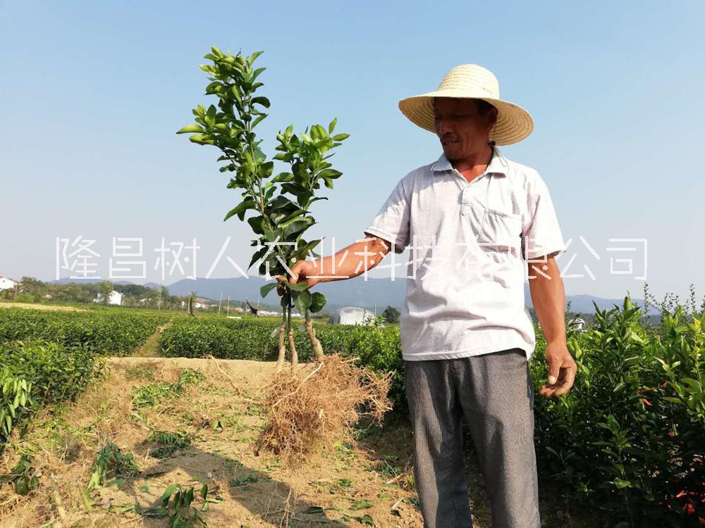 愛(ài)媛30號(hào)圖片/愛(ài)媛30號(hào)樣板圖 (3)