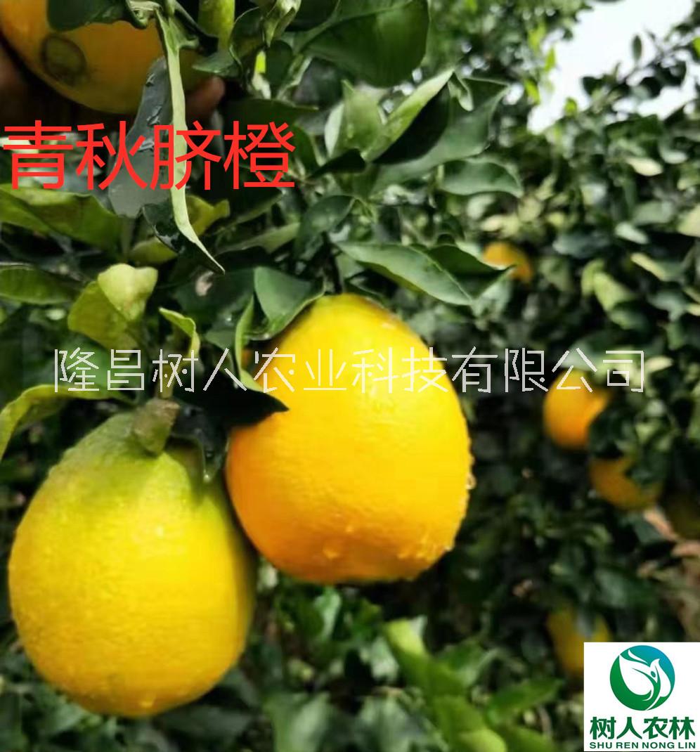 青秋臍橙苗簽訂合同純度保證