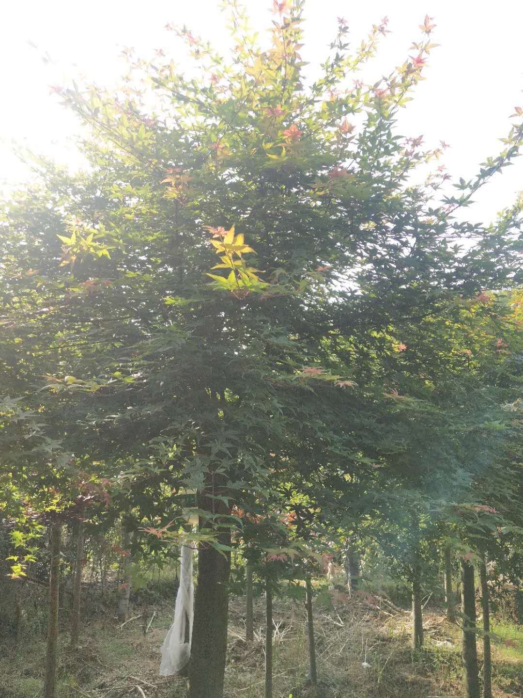 四川紅楓種植基地-批發(fā)-價格-大量供應