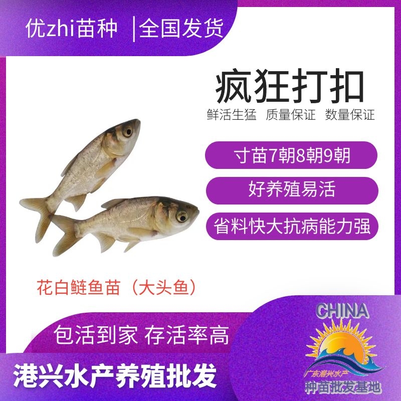 德惠三角边鱼苗出售 鳊鱼苗图片