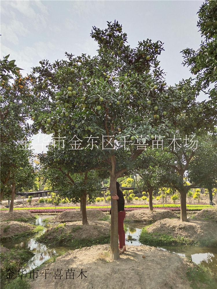 臍橙圖片/臍橙樣板圖 (3)