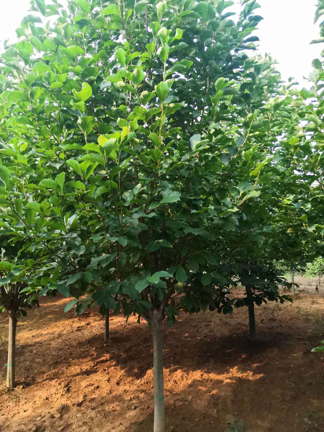 10公分紫玉蘭批發(fā)價格圖片