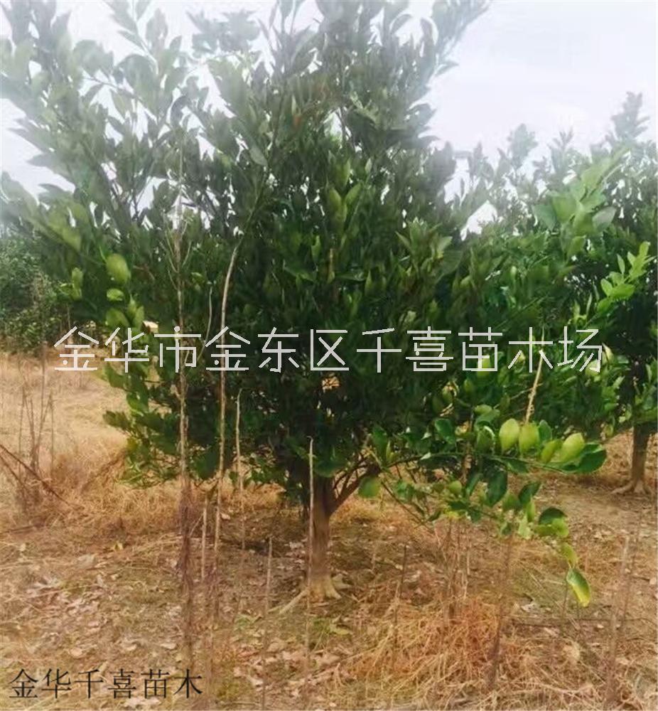 胡柚圖片/胡柚樣板圖 (4)