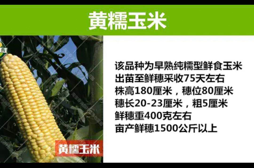 黃糯玉米種子產(chǎn)地批發(fā)，甜玉米種子產(chǎn)地批發(fā)甜糯玉米基地供應(yīng)商廠家供貨，品質(zhì)保證