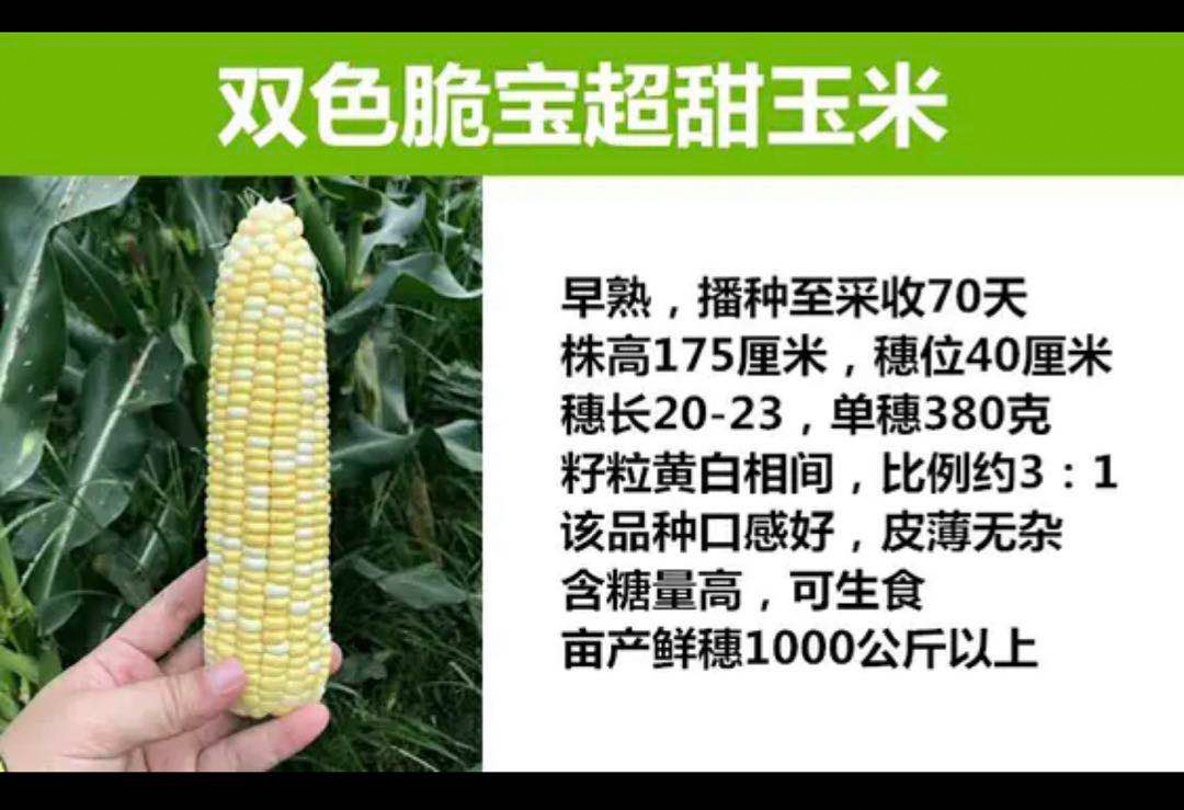 雙色脆寶玉米種子產(chǎn)地批發(fā)，四川甜玉米種子產(chǎn)地批發(fā)甜糯玉米基地供應(yīng)商廠家供貨，品質(zhì)保證 雙色脆寶玉米種子產(chǎn)地批發(fā)