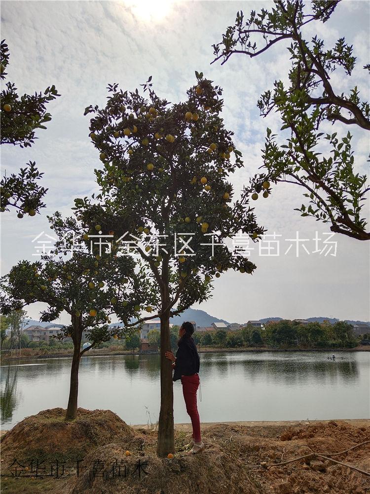 臍橙圖片/臍橙樣板圖 (4)