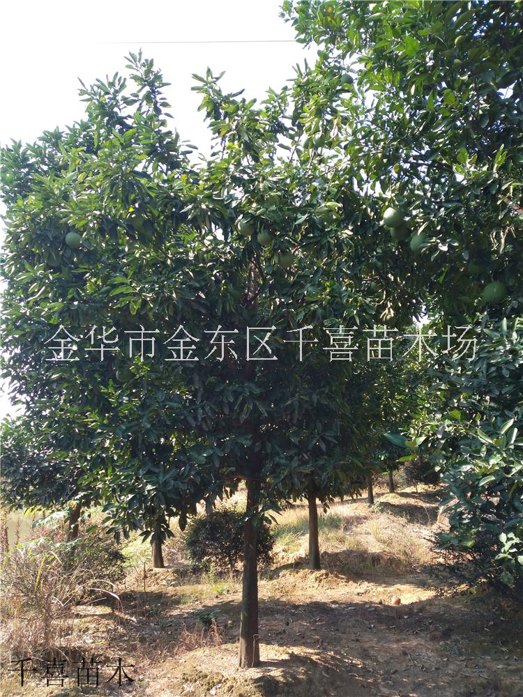 香泡1-40cm果樹價(jià)格咨詢 浙江香泡產(chǎn)地