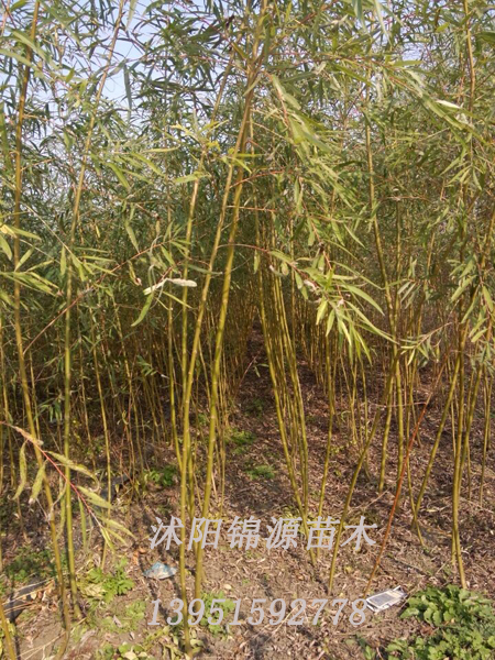 垂柳圖片/垂柳樣板圖 (1)