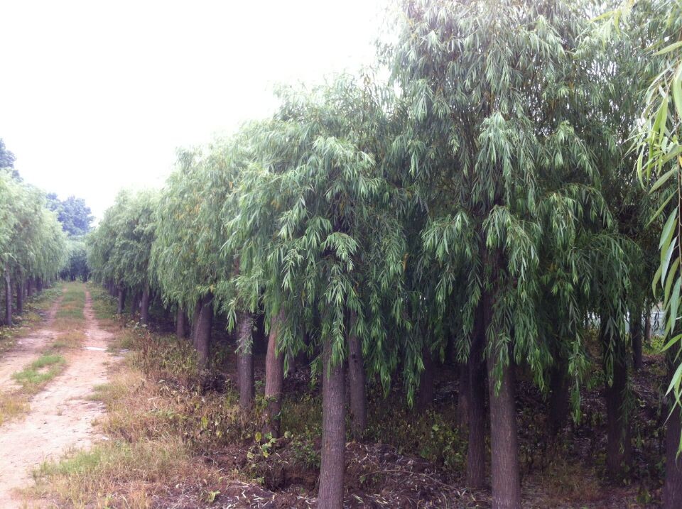 垂柳圖片/垂柳樣板圖 (4)
