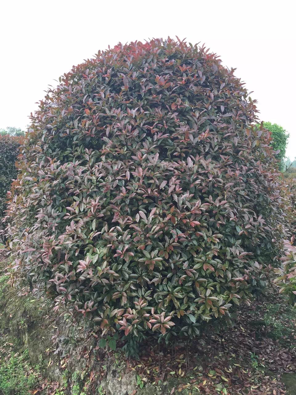四川紅葉石楠價格、種植基地、批發(fā)電話【溫江區(qū)政興園藝場】