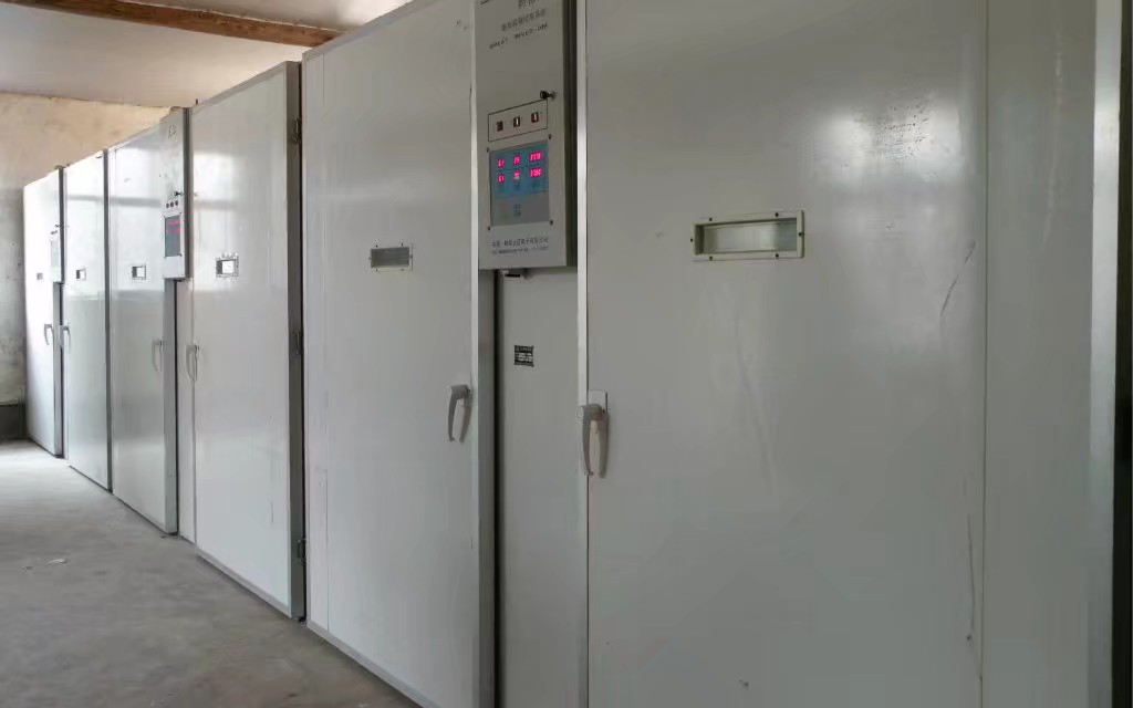 加工孵化笨雞苗圖片/加工孵化笨雞苗樣板圖 (2)