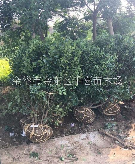 大葉黃楊圖片/大葉黃楊樣板圖 (3)