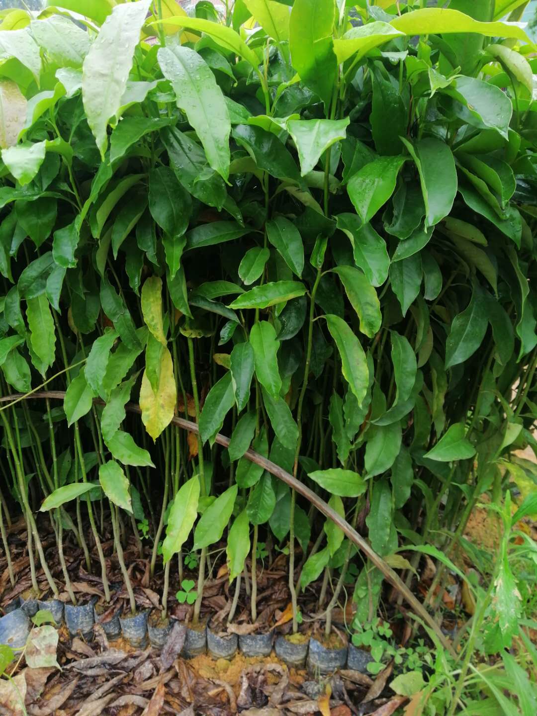 灰木蓮苗木優(yōu)質(zhì)綠化苗木圖片/灰木蓮苗木優(yōu)質(zhì)綠化苗木樣板圖 (2)