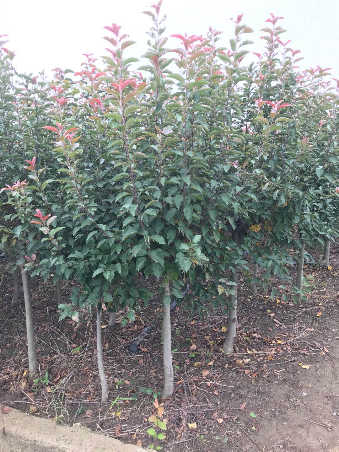 垂絲海棠圖片/垂絲海棠樣板圖 (3)