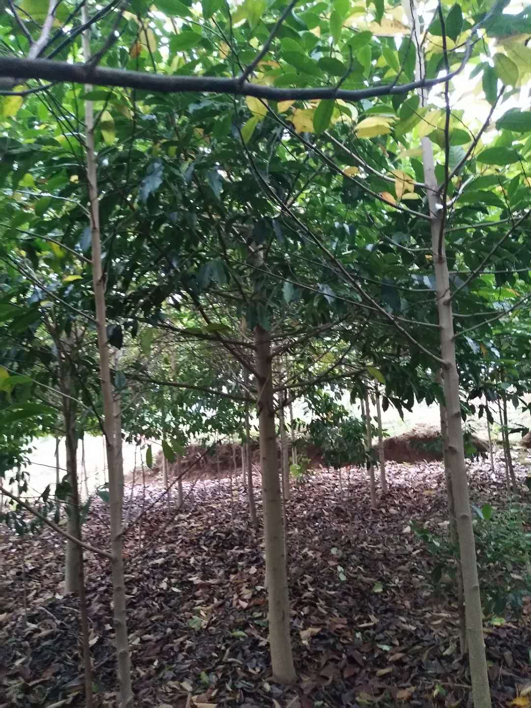 樂昌含笑圖片/樂昌含笑樣板圖 (1)