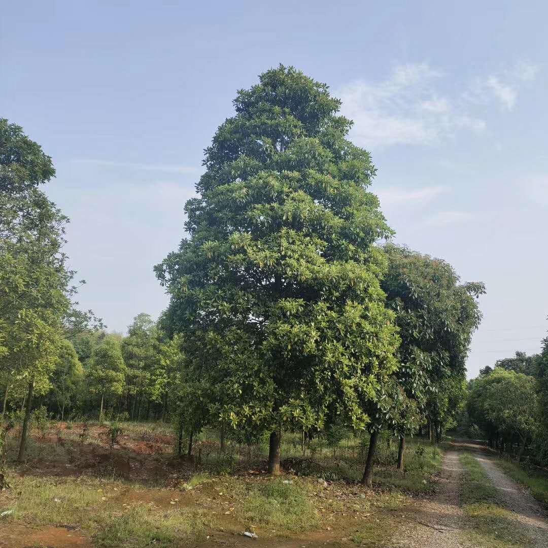 四川10一l8公分樂東擬單性木蘭圖片