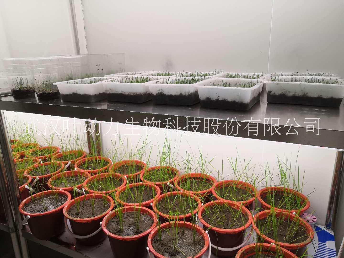 智能植物培养室建设生长实验室设计 植物生长室设计建设