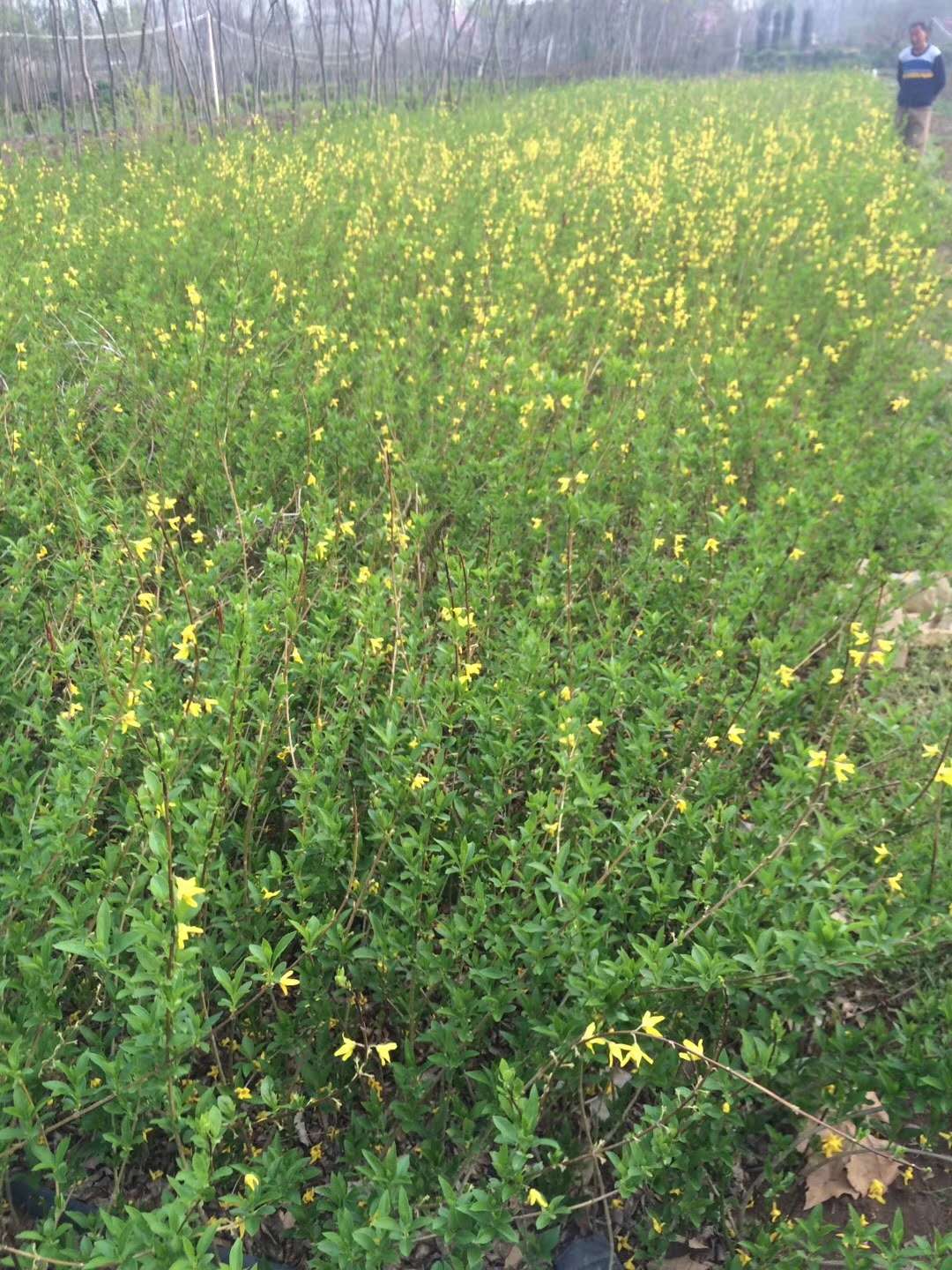 連翹圖片/連翹樣板圖 (4)