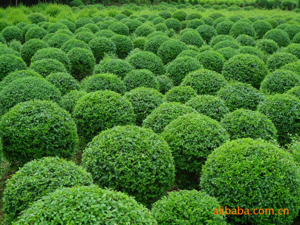 小葉女貞球圖片