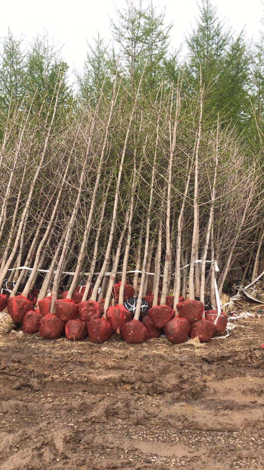 江苏24公分银杏树基地、直销、价格、批发【邳州市源鸿绿化工程有限公司】