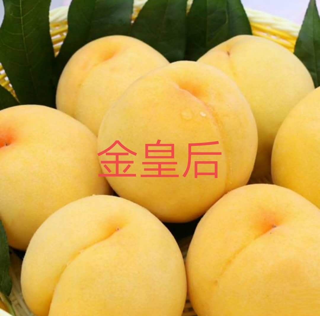 冬桃苗，映霜紅桃苗，圖片/冬桃苗，映霜紅桃苗，樣板圖 (4)