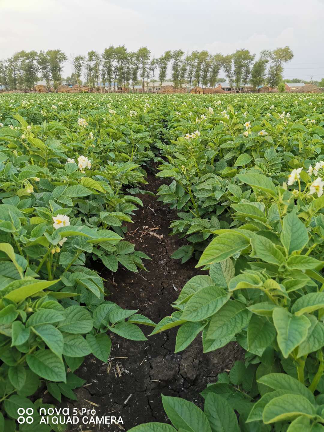 馬鈴薯圖片/馬鈴薯樣板圖 (4)