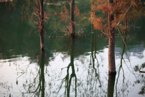 江门水杉种植基地_水杉价格_水杉销售电话—水杉哪里好图片