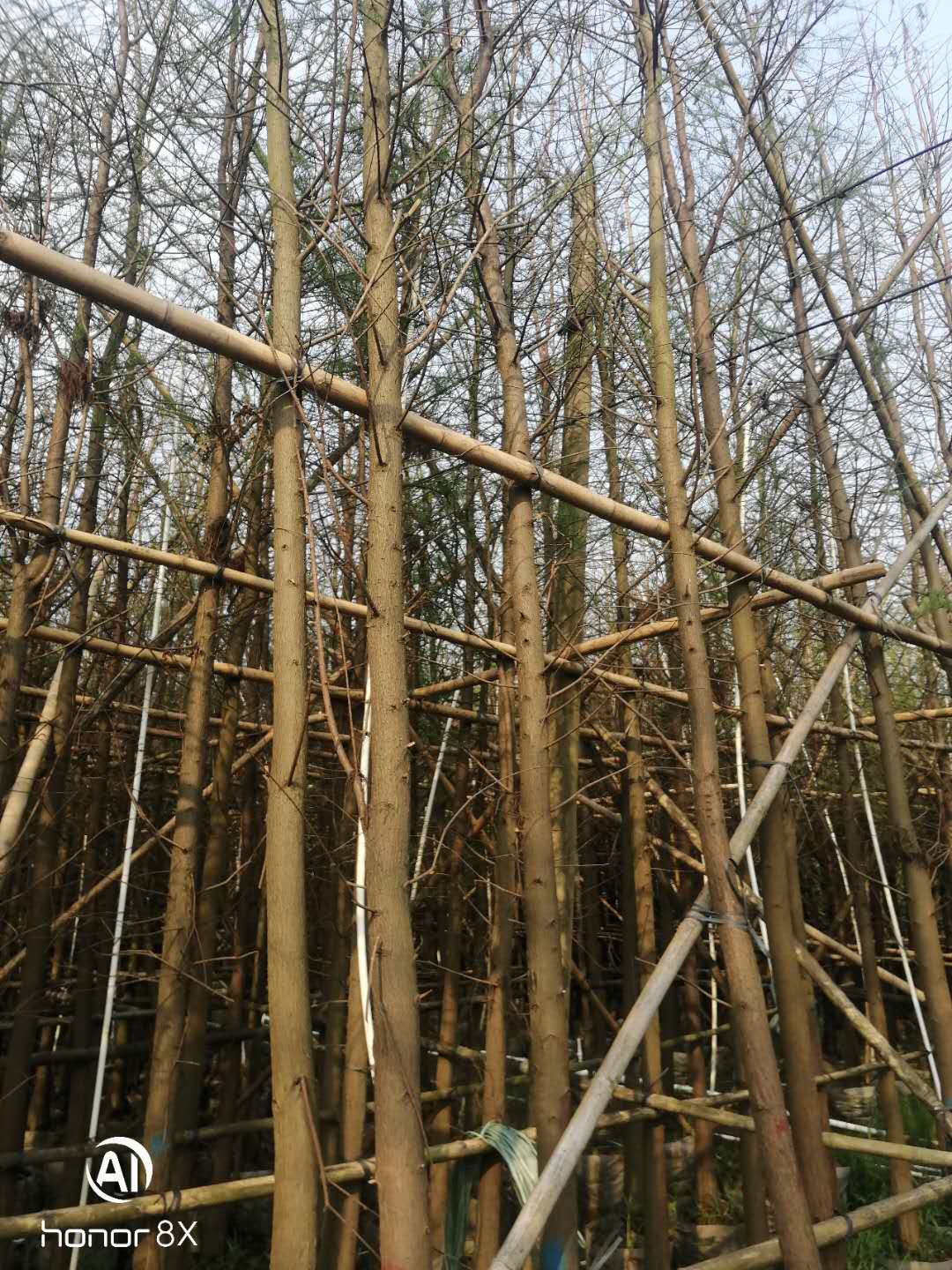 大量出售落羽杉圖片/大量出售落羽杉樣板圖 (2)