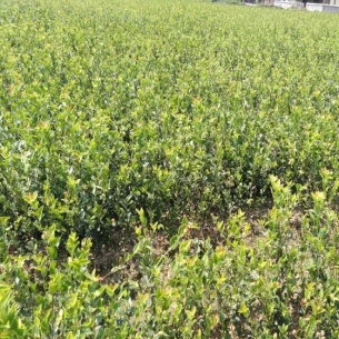 油茶樹種植距離規(guī)格, 100畝油茶種植成本, 長林油茶嫁接苗