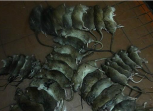 滅鼠消殺圖片/滅鼠消殺樣板圖 (2)