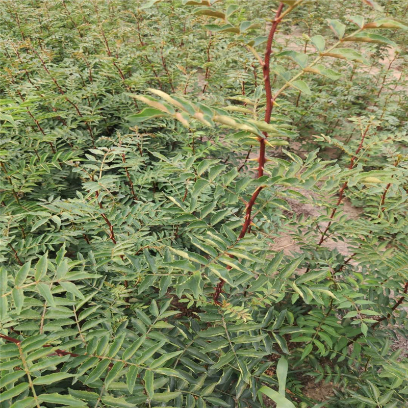 山东 舔香花椒树苗基地天香花椒树苗价格 舔香花椒树苗图片