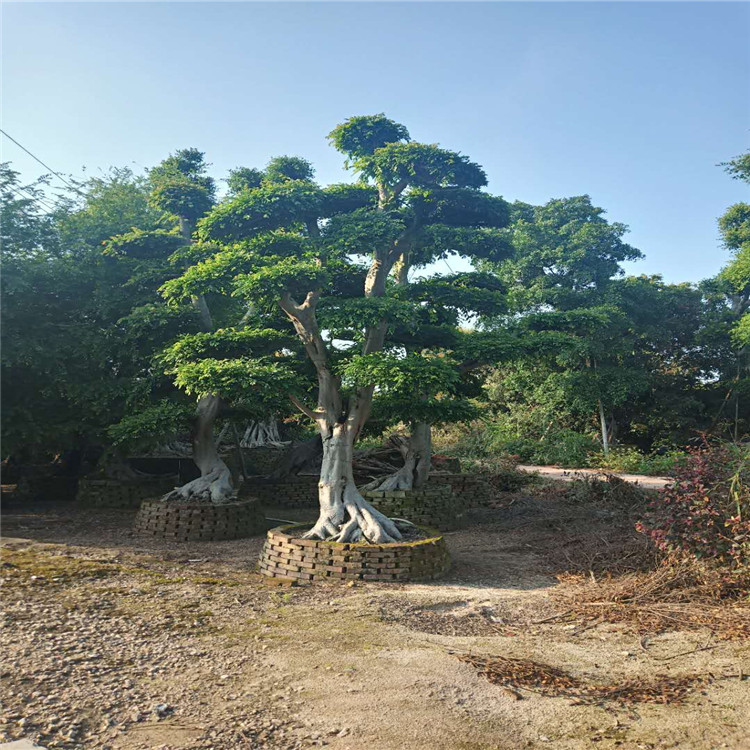 榆树盆景 福建榆树批发 造型榆树价格图片